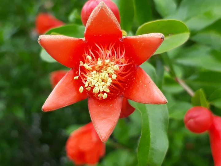 red star