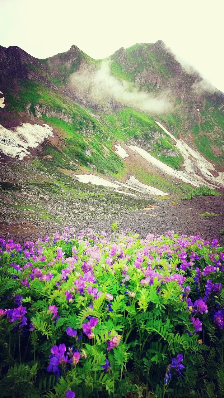 caucasian flowers