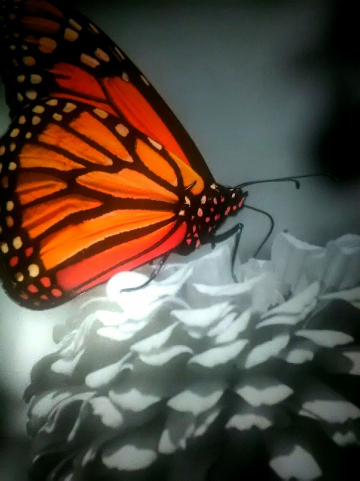 Motyl