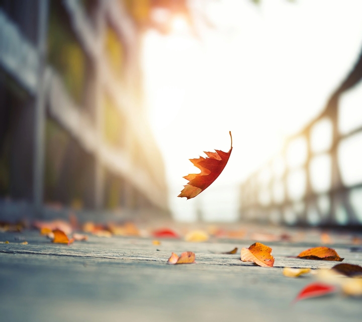 fall