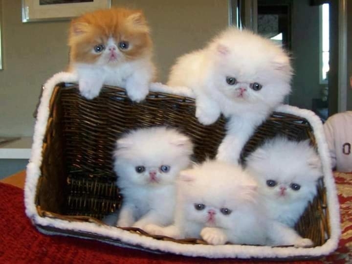 gatos