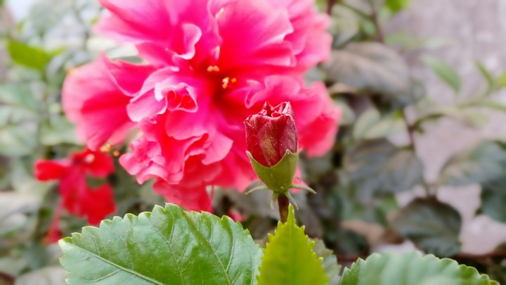 nature flowers