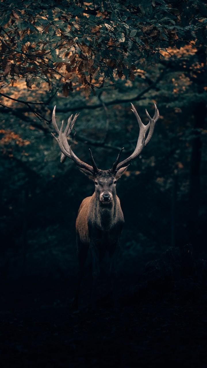 Animal