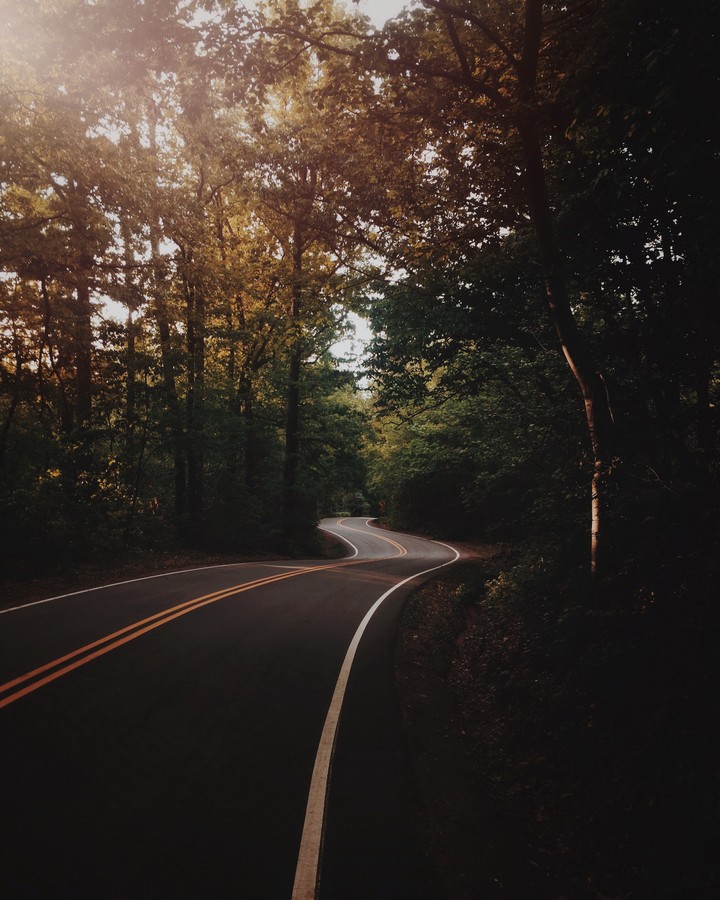 Forest. Road