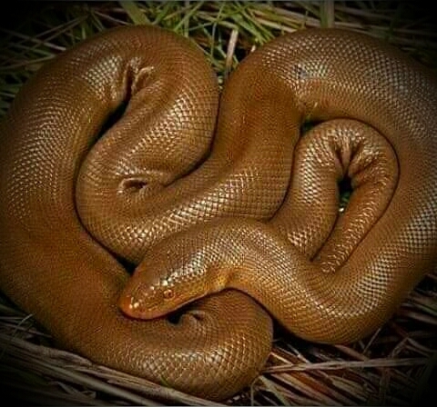brown snake