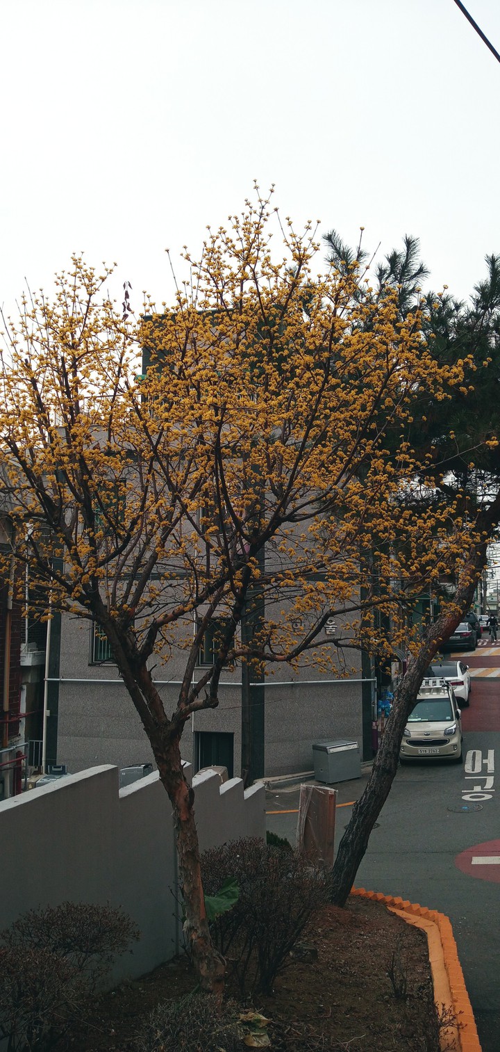 春信 산구유 꽃