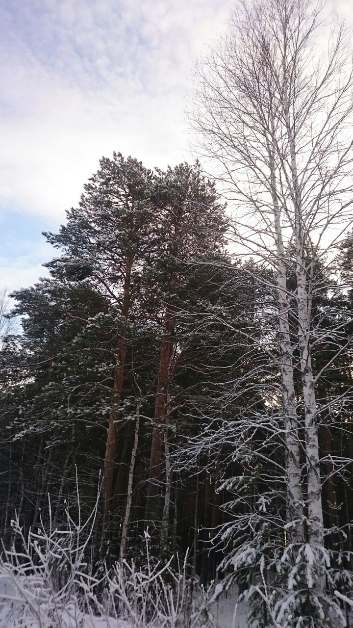 Прекрасный зимний лес