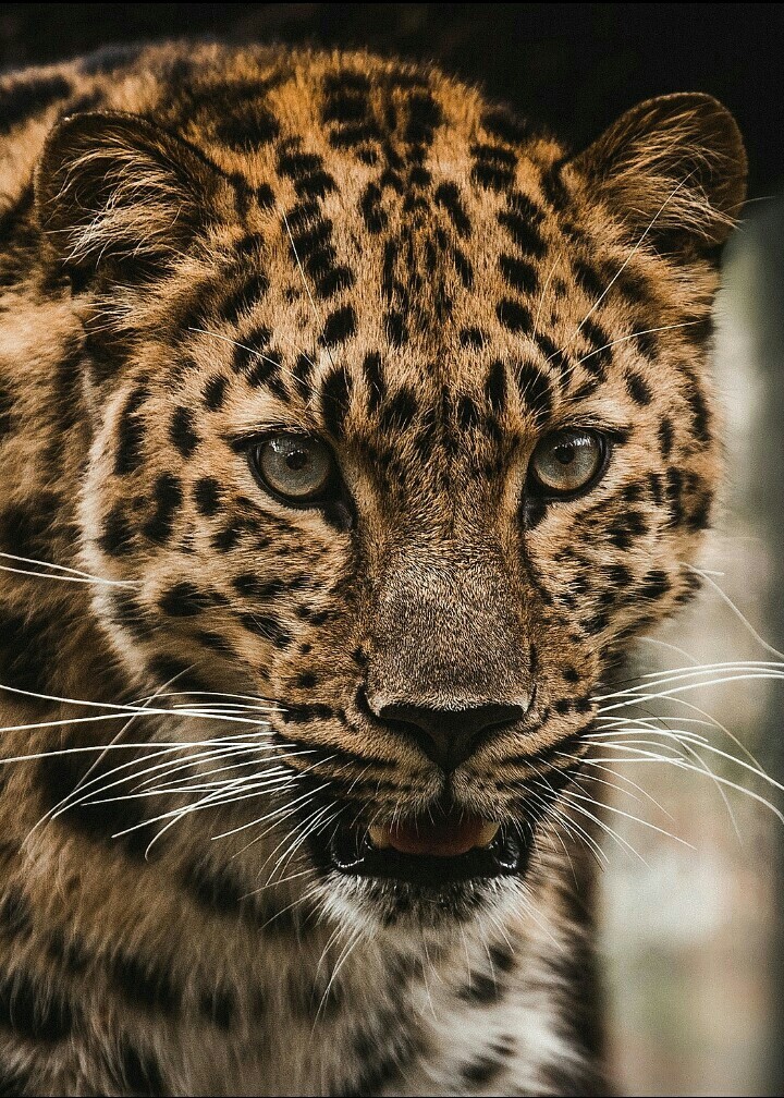 Animal World.
