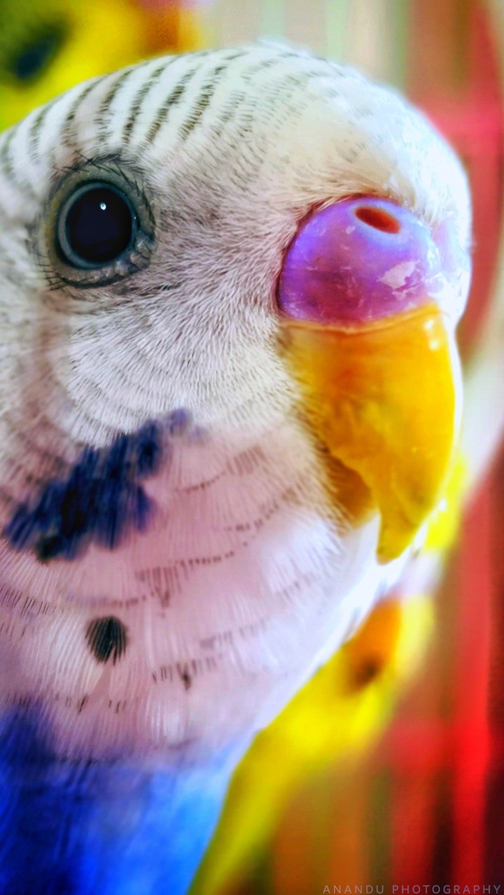 love bird