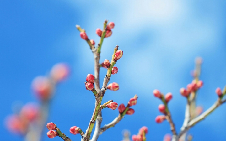 Flower Branches