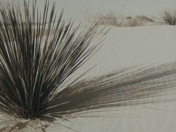 la plante du sable