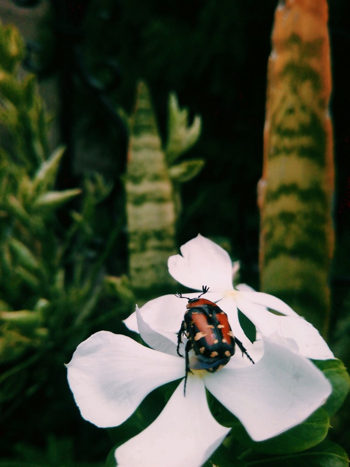 beetle