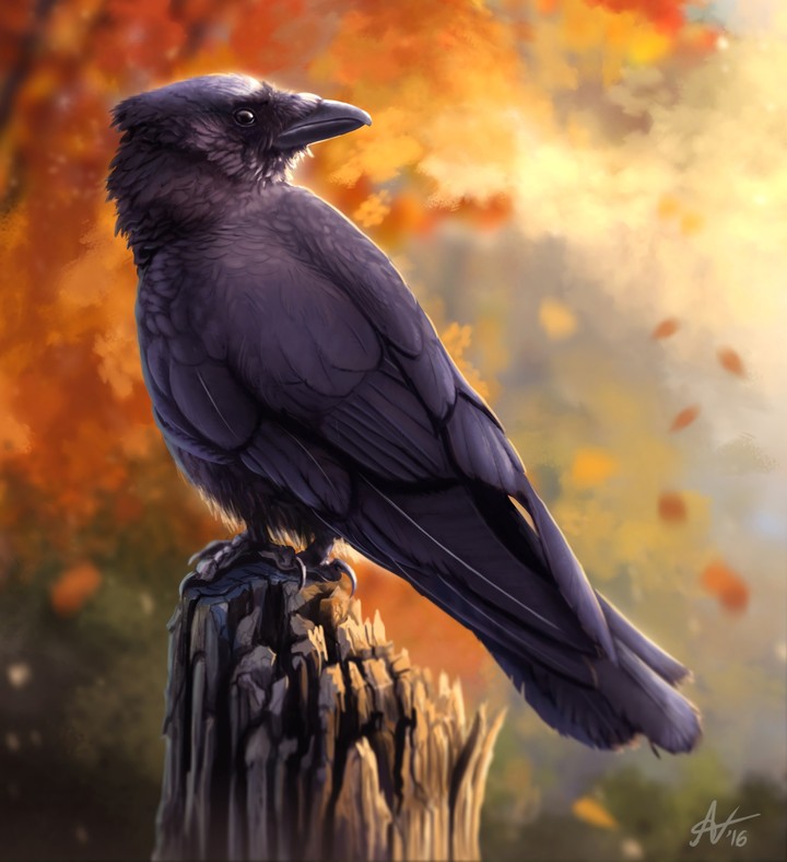 raven bird art 144628 3804x4164