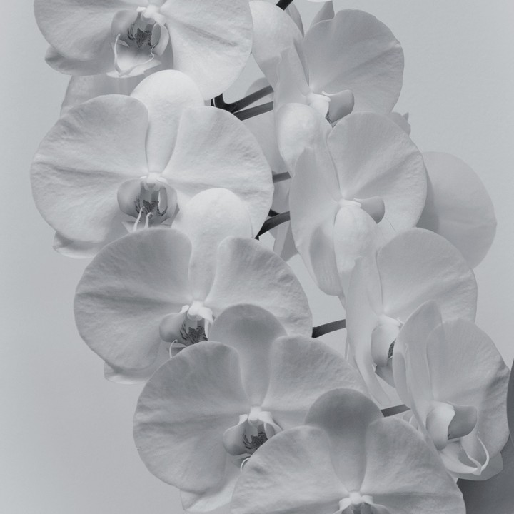 orchid