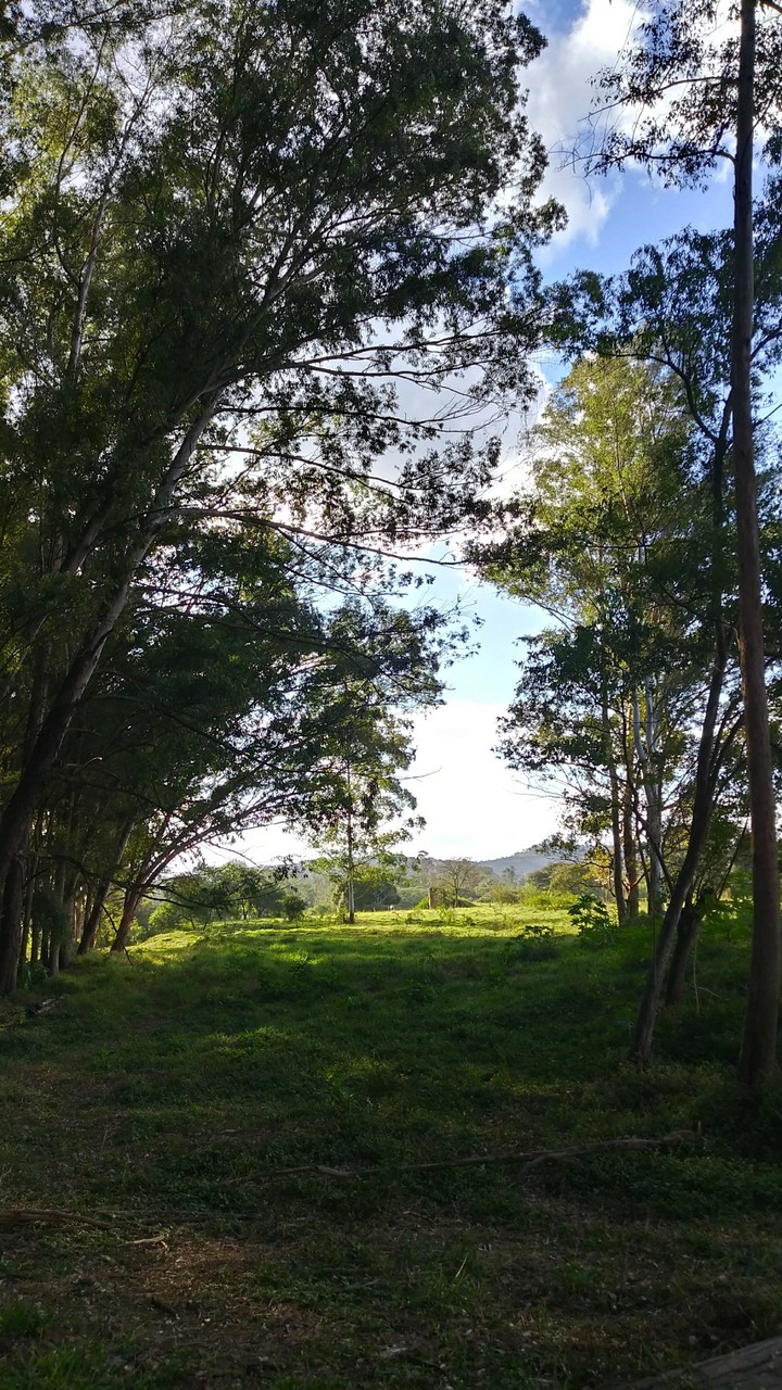 Green field