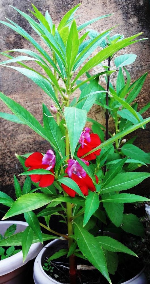 flower i love