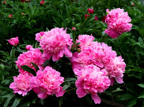 pink, flowers wallpapers