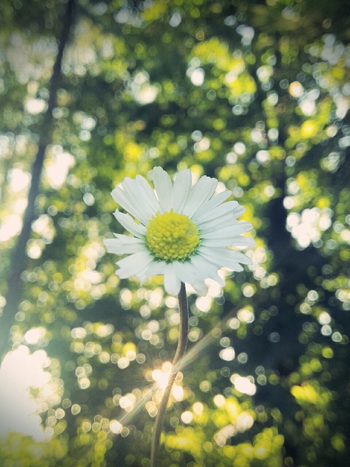 daisy