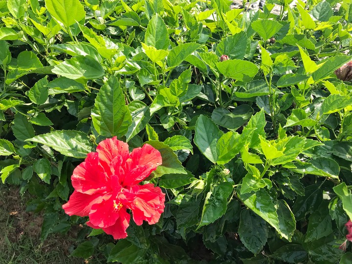 Hawaiian hibiscus