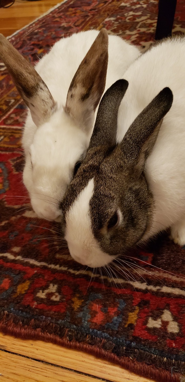 bunnies