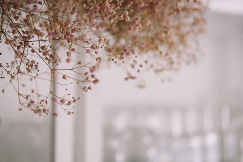 wallpaper pink, flower