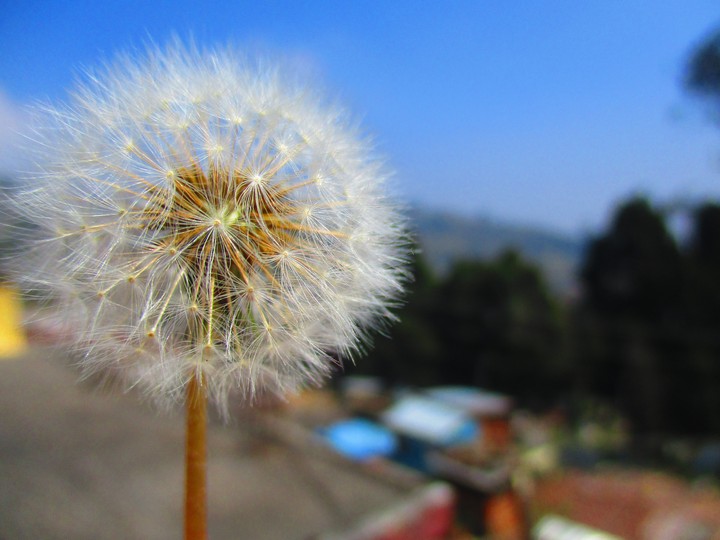 dandelion