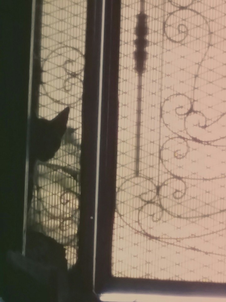 caty