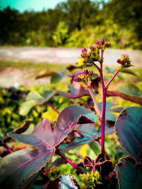 Plants