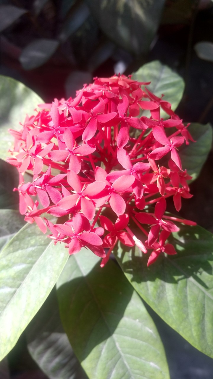 flower