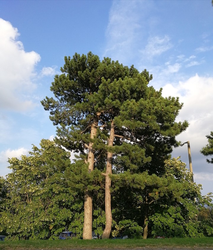 Tannenbaum