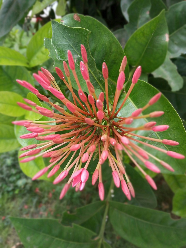 flower