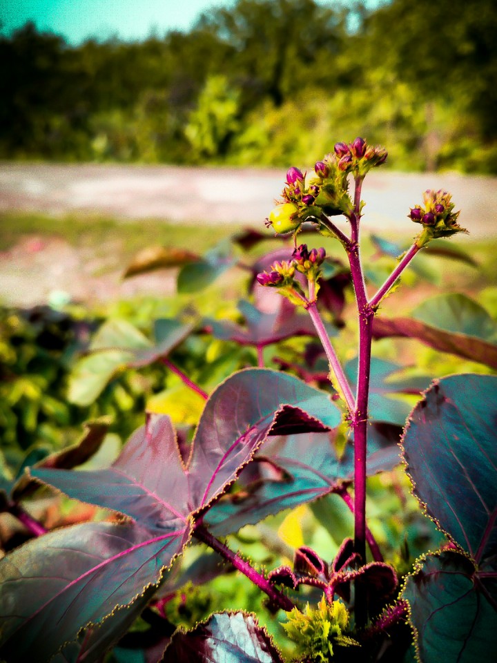 Plants