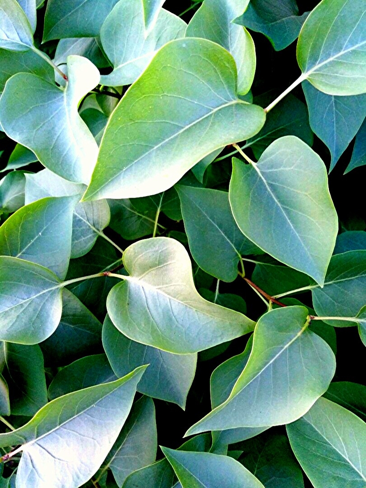 leaves•