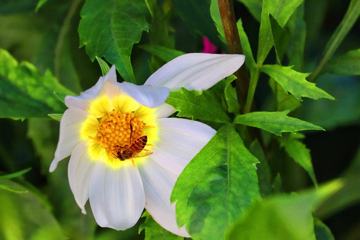 glowing bee flower