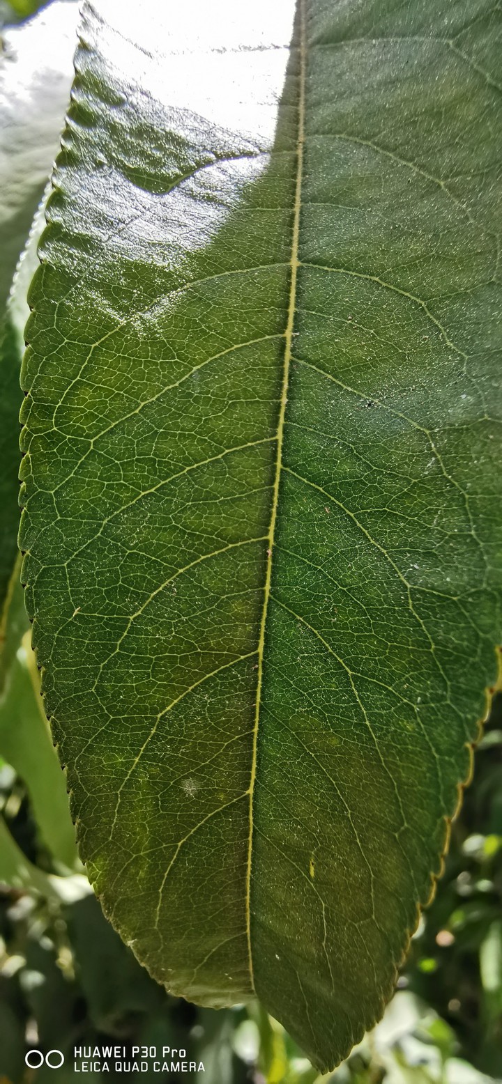 beach leaf