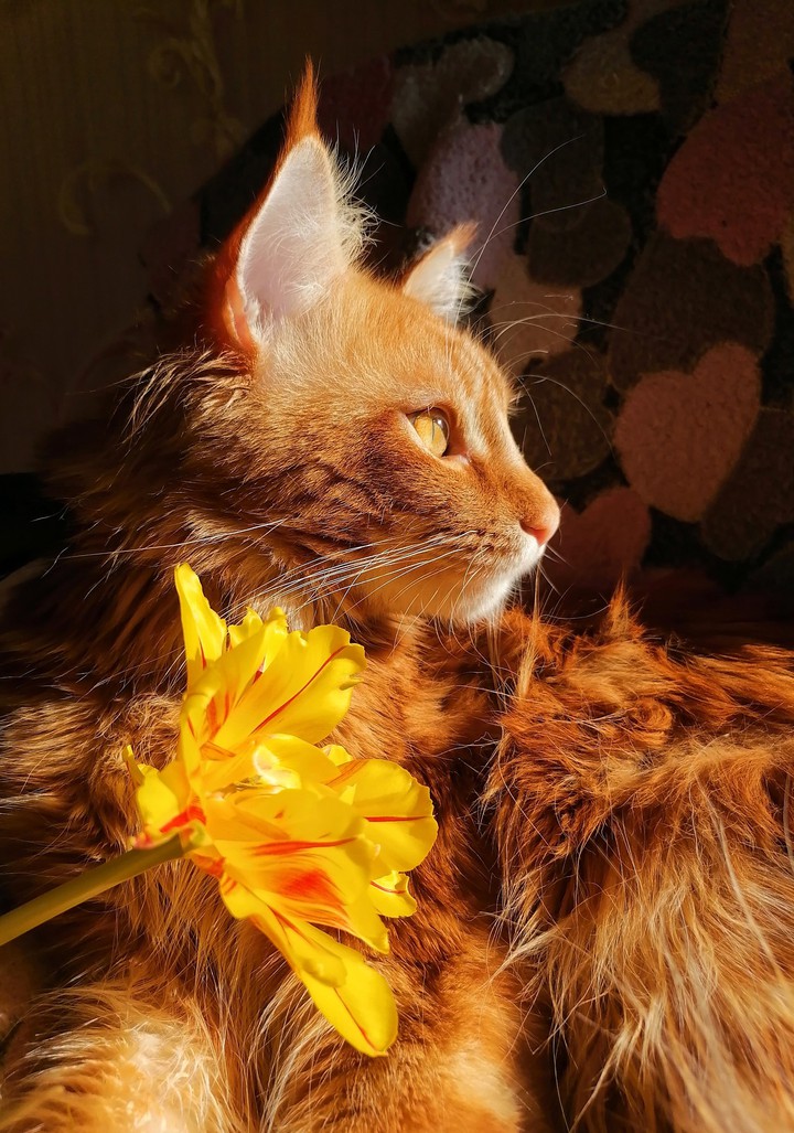 cat