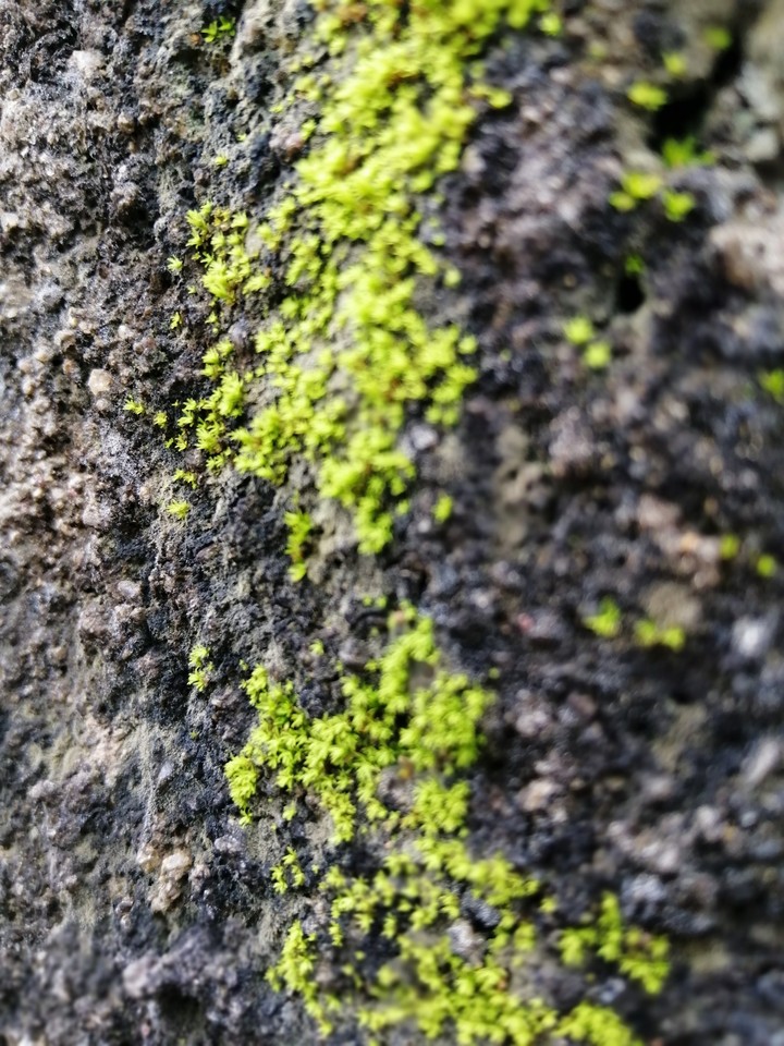 algae