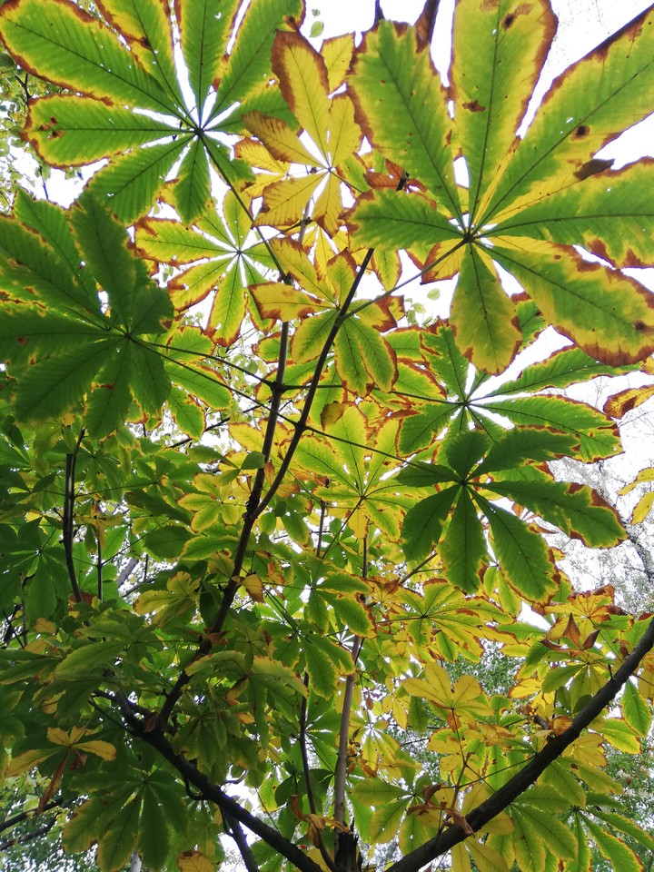 An autumn tree