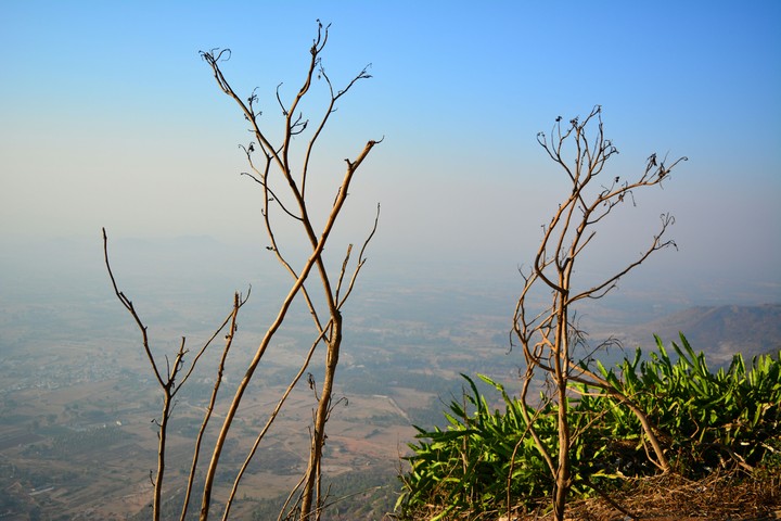 Top of the hill leafs