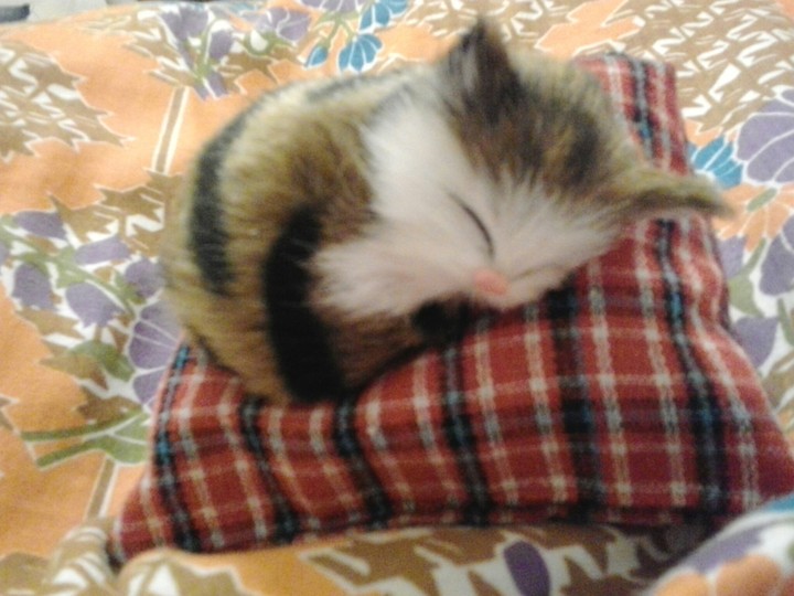 Котик