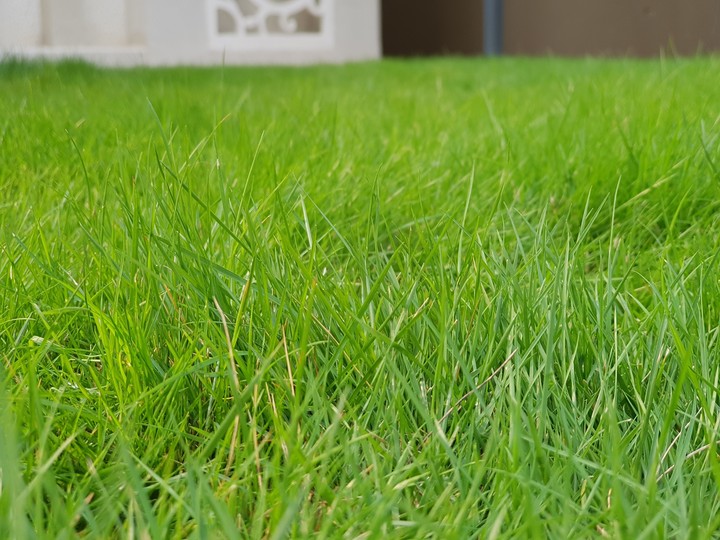Grass