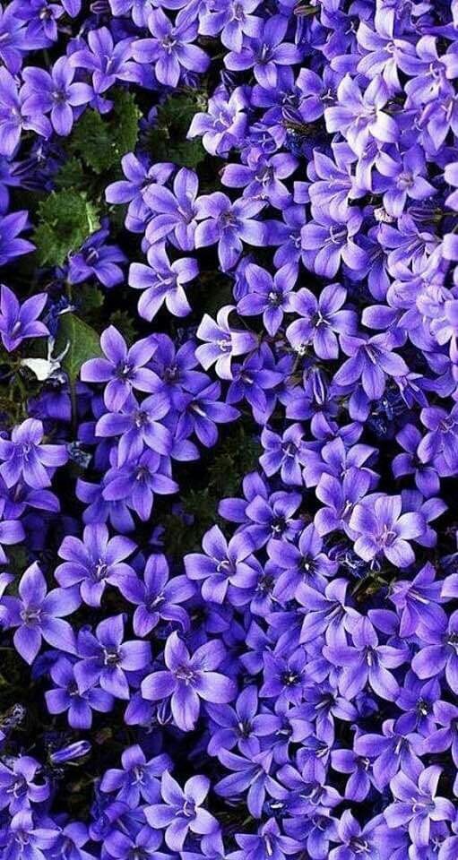 beautiful flower