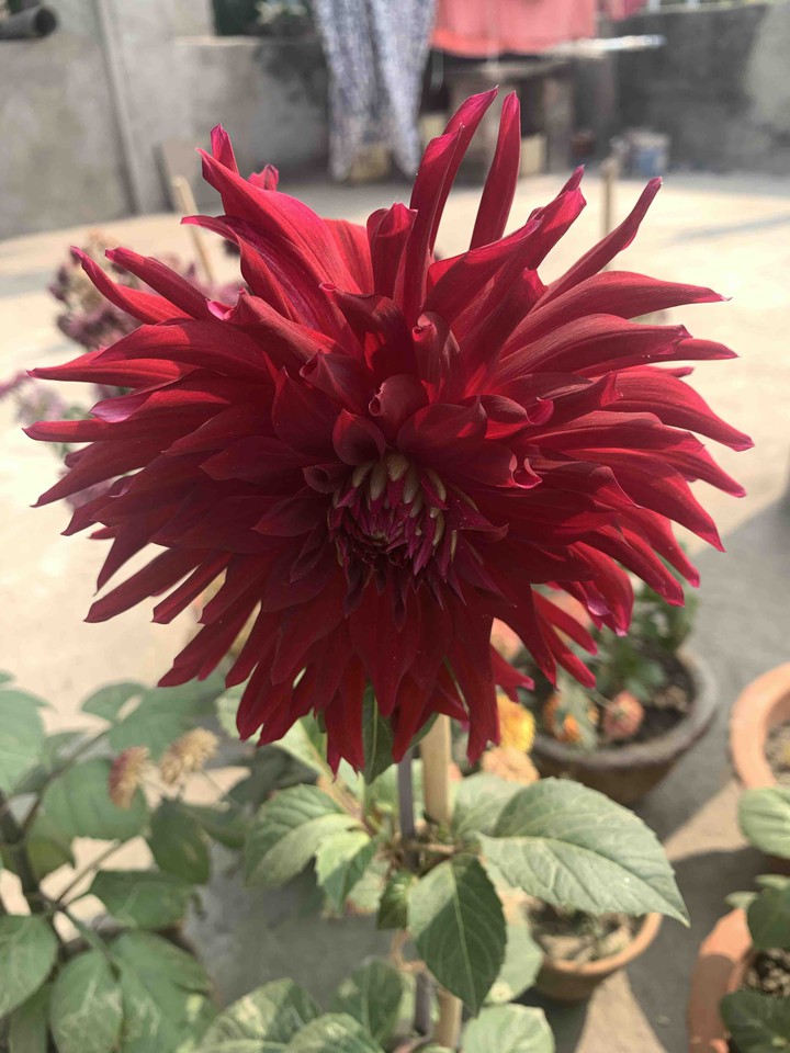 red flower