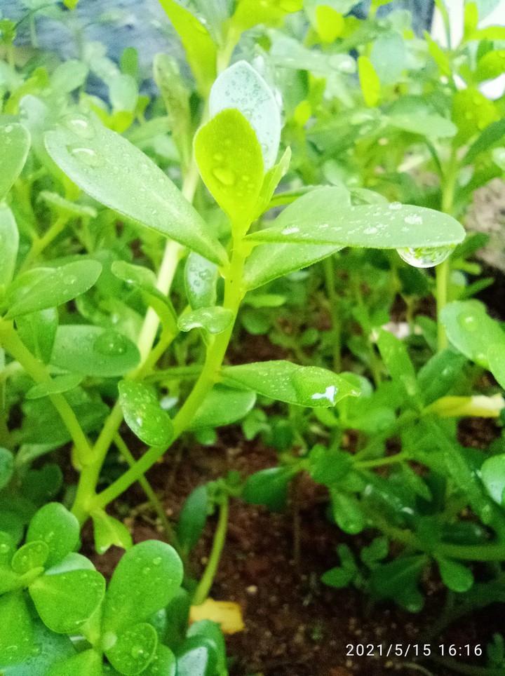 Morning dew...