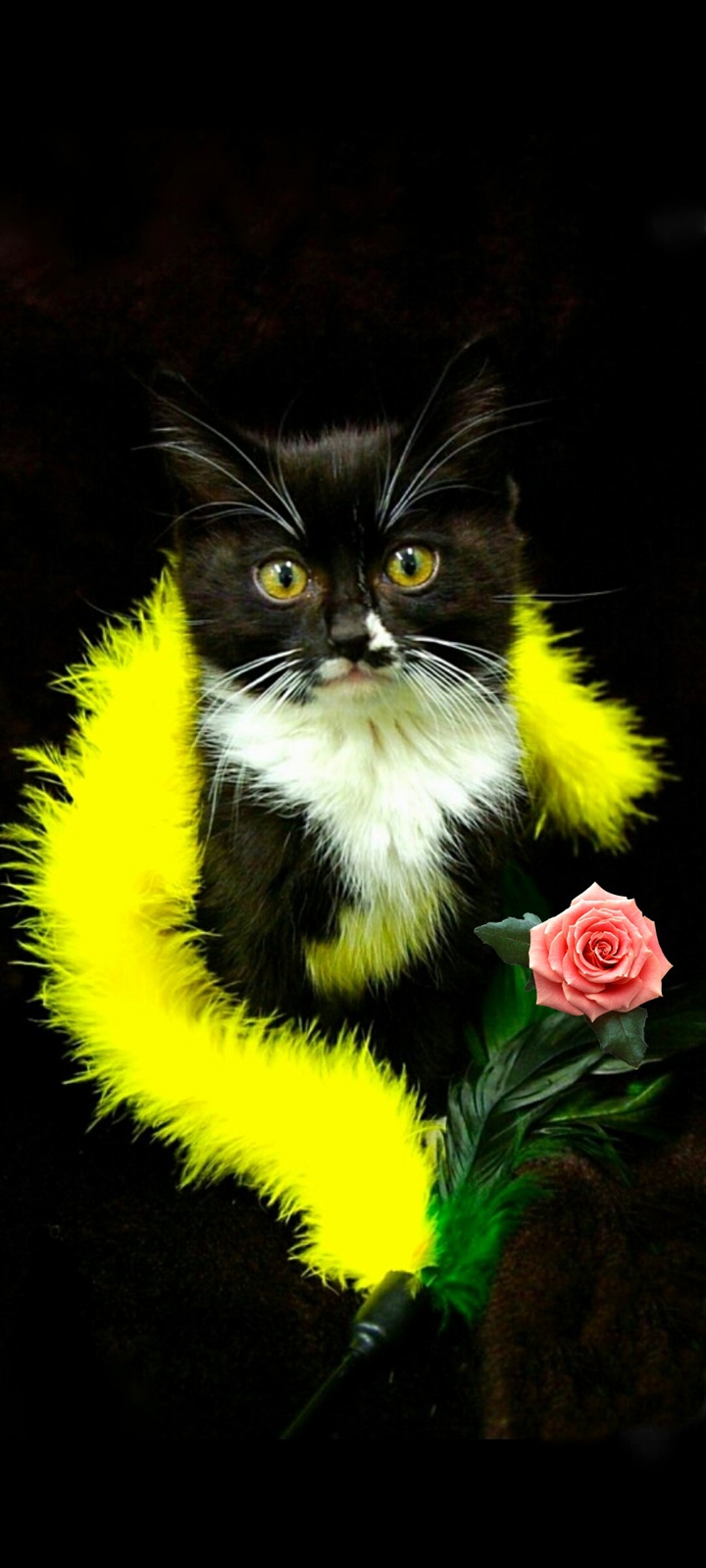 Кот.