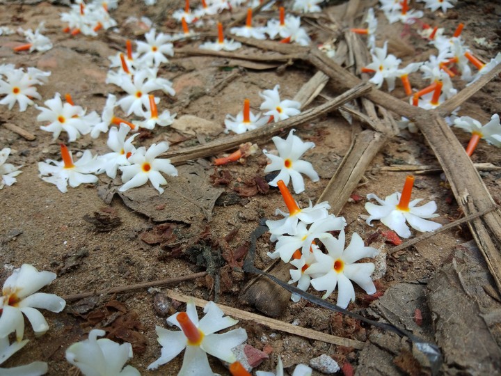 winter flowers
