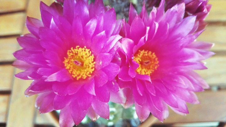 Flor de cactus