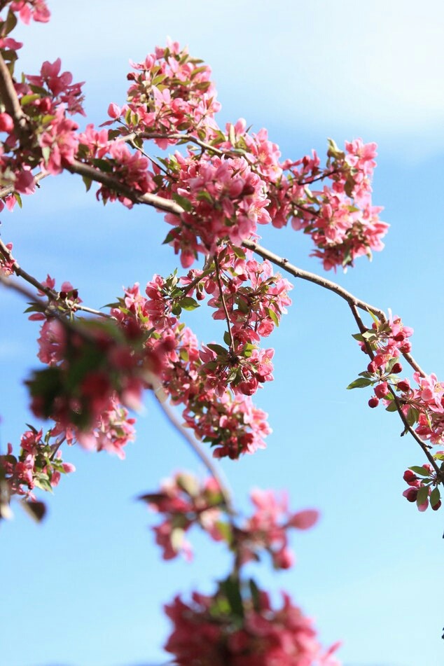flowers♥