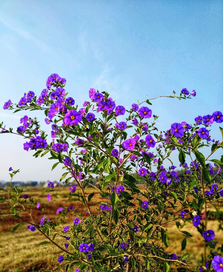 Tree flowers