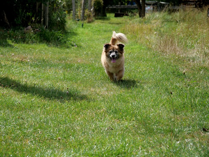 Hund, Tier, Wiese